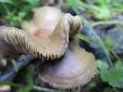 ovoids_2013_022.jpg