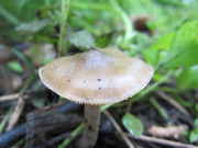 ovoids_2013_023.jpg