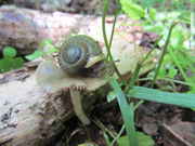 ovoids_2013_038.jpg