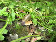 Forays_078.jpg