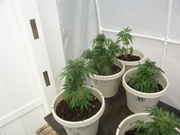 OSA_-_5-30-13_10.jpg