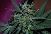 Blueberry_2.jpg