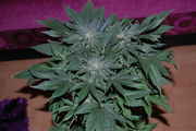 Purple_Pineberry.jpg