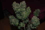 White_Widow.jpg
