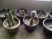 San20Antonio-20140124-00241.jpg