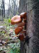 334158183-thumb_IM76B11.jpg