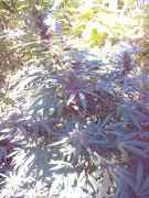 IMG_20130925_165658_826.jpg