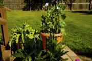 DSC02046.jpg