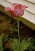 DSC02351.jpg