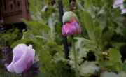 DSC02401.jpg