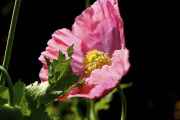 DSC02411.jpg