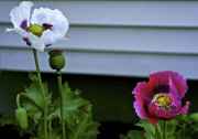 DSC02239.jpg