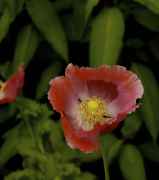 DSC02547.jpg