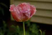 DSC02428.jpg