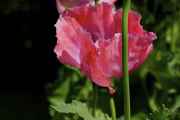 DSC02415.jpg