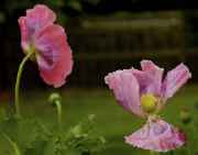 DSC02355.jpg
