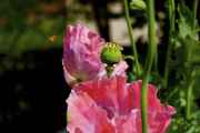 DSC02416.jpg