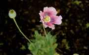 DSC02490.jpg