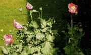 DSC02431.jpg