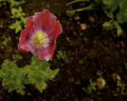 DSC02455.jpg