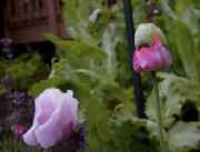 DSC02402.jpg
