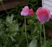 DSC02403.jpg