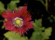 DSC02575.jpg