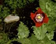 DSC02474.jpg
