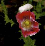 DSC02519.jpg