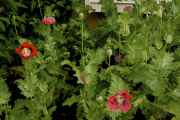 DSC02495.jpg