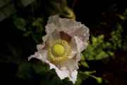 DSC02554.jpg