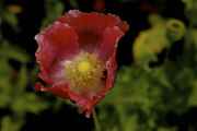 DSC02464.jpg
