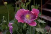 DSC02397.jpg
