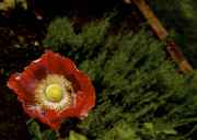 DSC02555.jpg