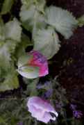 DSC02406.jpg