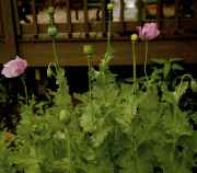 DSC02348.jpg