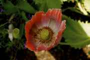 DSC02424.jpg