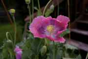 DSC02398.jpg