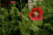 DSC02481.jpg