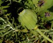DSC02493.jpg
