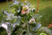 DSC02395.jpg