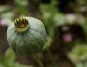 DSC02665.jpg