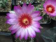 Picture_002.jpg