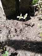 IMG20150313115036.jpg