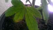 WP_20150510_17_18_49_Pro.jpg
