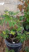 20150520_121608.jpg