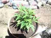 20150713_132049.jpg