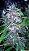 Wild_Purple_BX_1.jpg