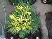 20150805_192338.jpg