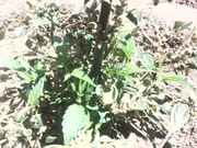 20150713_132109.jpg